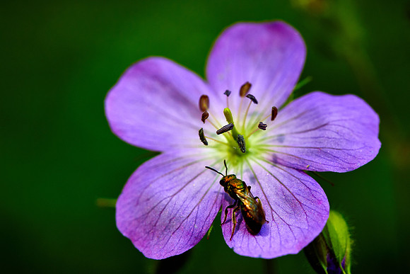 False Foxglove, Great Smoky Mt. National Park, NC