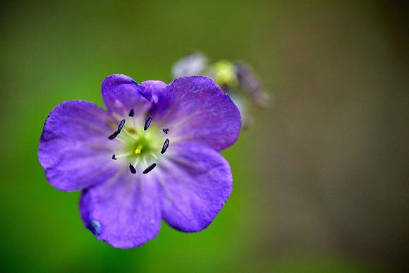 False Foxglove, Great Smoky Mt. National Park, NC