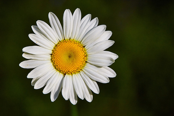 Prairie Fleabane, Great Smoky Mt. National Park, NC