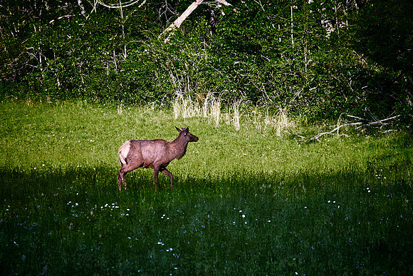 Elk, Great Smoky Mt. National Park, NC