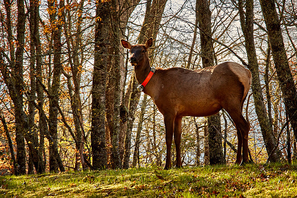 Elk, Great Smoky Mt. National Park, NC