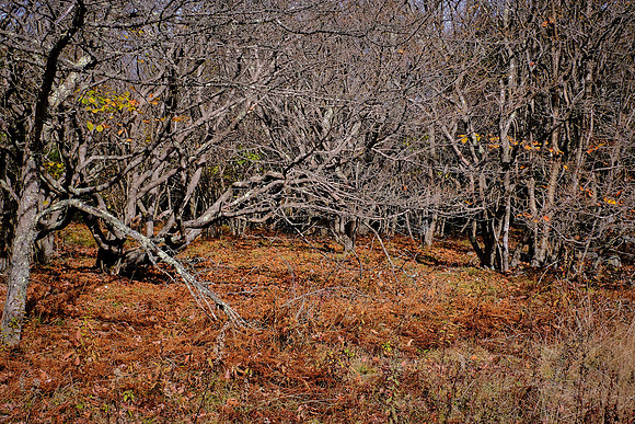 Grayson Highlands State Park, VA