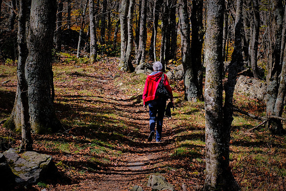 Grayson Highlands State Park, VA