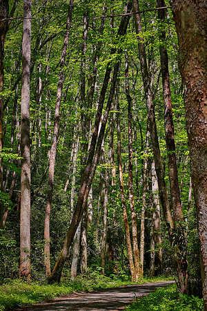 Raven Fork, Great Smoky Mt. National Park, NC