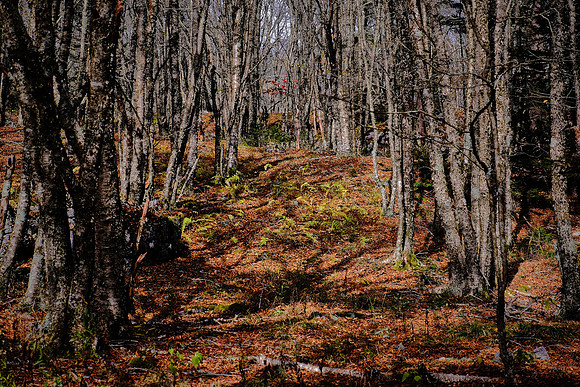Grayson Highlands State Park, VA