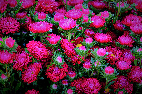 Davidson Farmer's Market