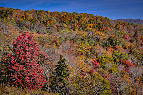 Grayson Highlands State Park, VA