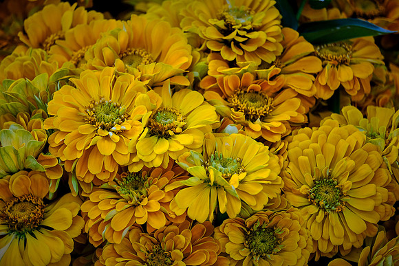 Davidson Farmer's Market