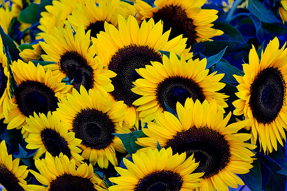 Davidson Farmer's Market