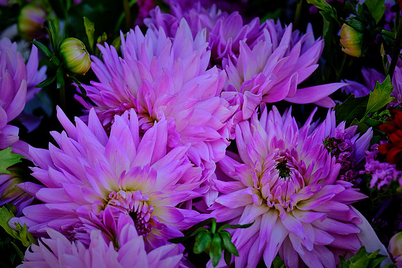 Davidson Farmer's Market