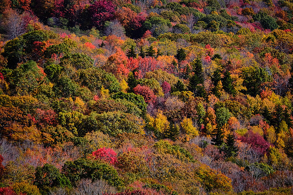 Grayson Highlands State Park, VA