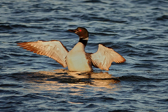 Common Loon at sunset, Lake Vermilion, MN