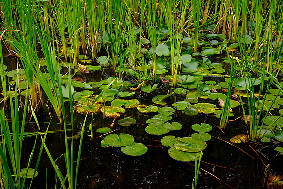 Around Ludlow's Island Resort, Lake Vermilion, MN