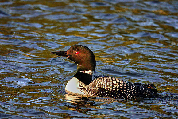 Common Loon at sunset, Lake Vermilion, MN