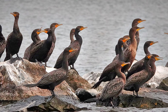 A gulp of  cormorants at sunset, Lake Vermilion, MN