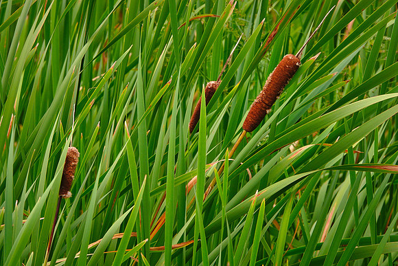 Around Ludlow's Island Resort, Lake Vermilion, MN