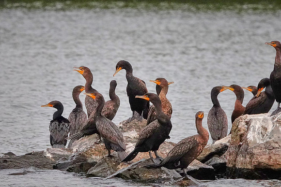 A gulp of  cormorants at sunset, Lake Vermilion, MN