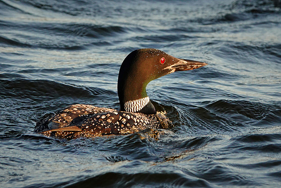 Common Loon at sunset, Lake Vermilion, MN