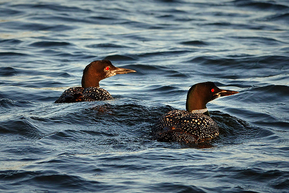 Common Loon at sunset, Lake Vermilion, MN