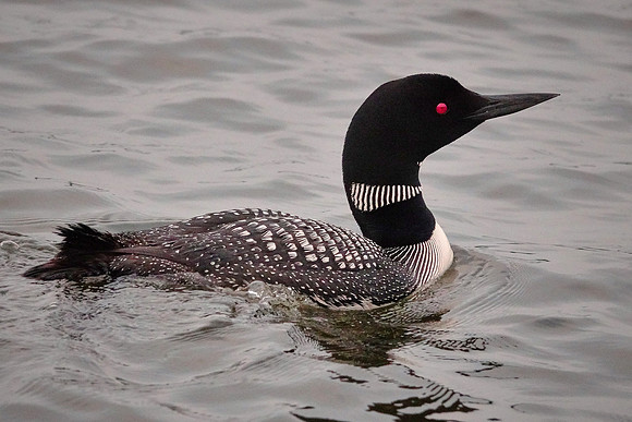 Common Loon at sunset, Lake Vermilion, MN