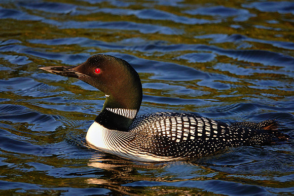 Common Loon at sunset, Lake Vermilion, MN
