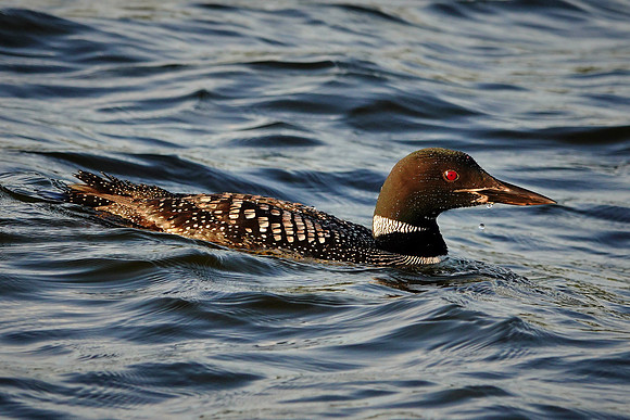 Common Loon at sunset, Lake Vermilion, MN