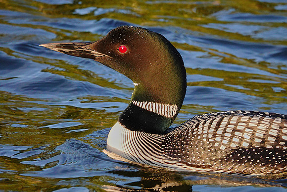 Common Loon at sunset, Lake Vermilion, MN