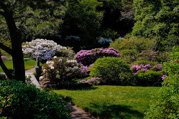 Asticou Azalea Gardens, Northeast Harbor, Mount Desert Island, Maine