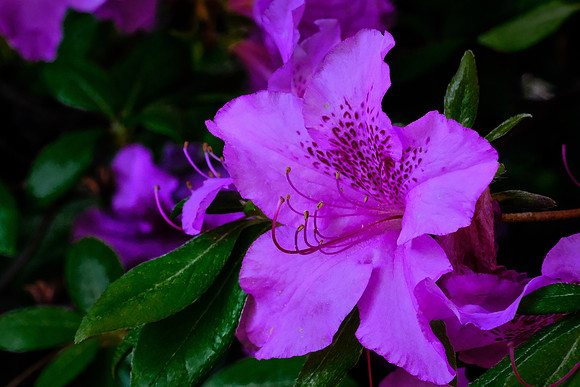 Asticou Azalea Gardens, Northeast Harbor, Mount Desert Island, Maine