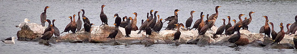 A gulp of  cormorants at sunset, Lake Vermilion, MN