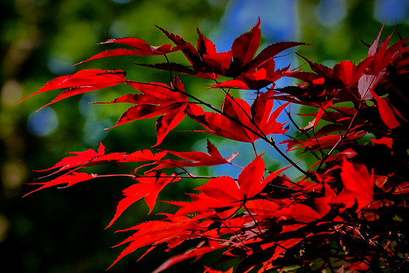 Asticou Azalea Gardens, Northeast Harbor, Mount Desert Island, Maine