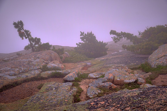 In the fog, Acadia National Park, Cadillac Mt., Mount Desert Island, Maine