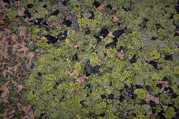 Lichen, Acadia National Park, Cadillac Mt., Mount Desert Island, Maine