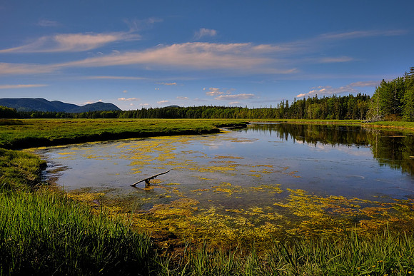 Bass Harbor Marsh, Mount Desert Island, Maine
