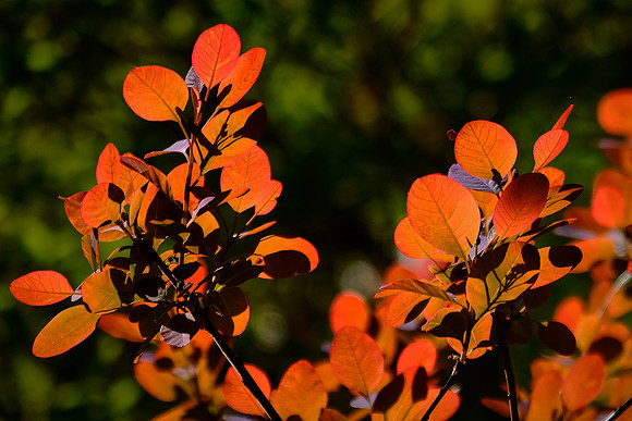 Asticou Azalea Gardens, Northeast Harbor, Mount Desert Island, Maine
