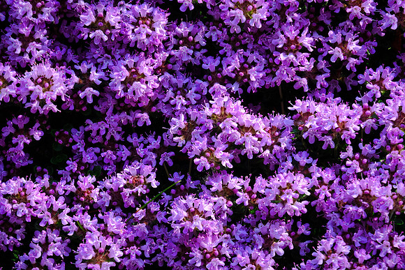 Asticou Azalea Gardens, Northeast Harbor, Mount Desert Island, Maine