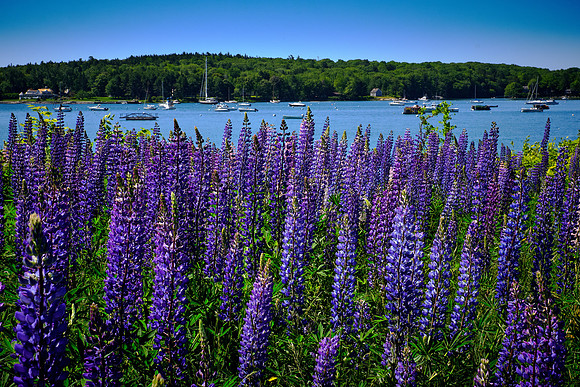 Lupine Fields, Ulin Point, Round Pond Harbor, Maine