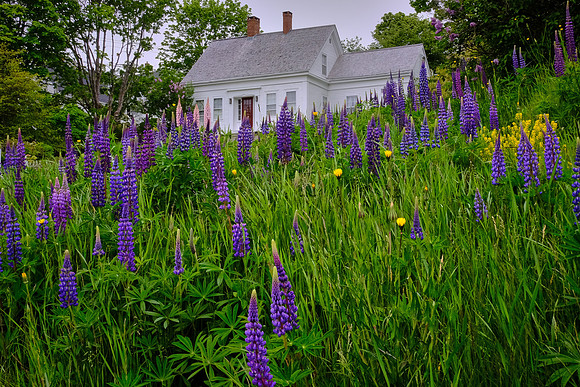 Lupine front yard, Stonington, Maine