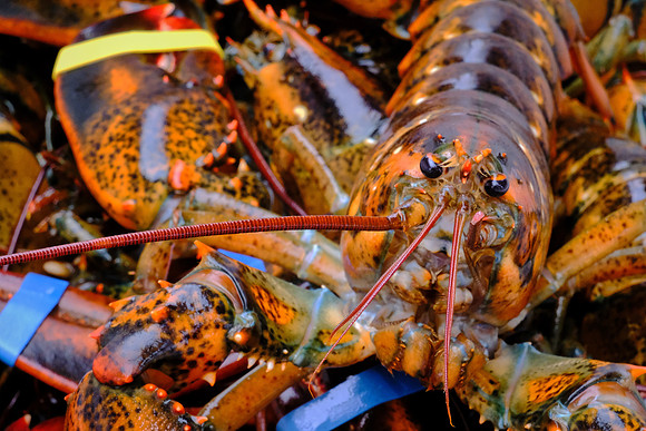 One of 65 lobsters purchased in Stonington, Maine