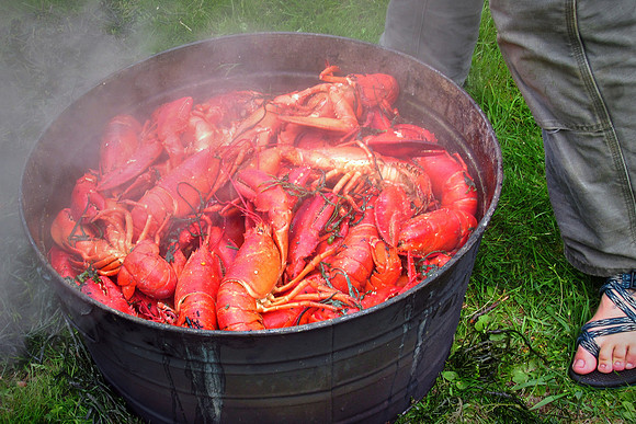 65 lobsters contribute to  shore-dinner