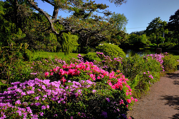 Asticou Azalea Gardens, Northeast Harbor, Mount Desert Island, Maine