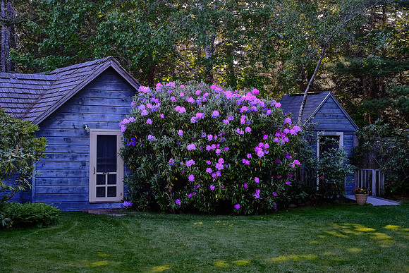 Asticou Azalea Gardens, Northeast Harbor, Mount Desert Island, Maine