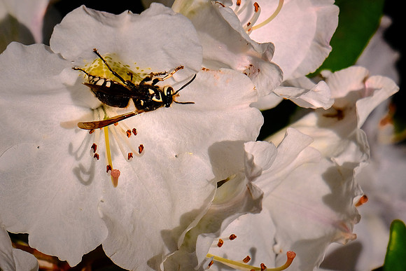 Asticou Azalea Gardens, Northeast Harbor, Mount Desert Island, Maine