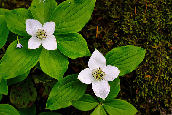 Bunchberry Dogwood, Acadia National Park, Mount Desert Island, Maine