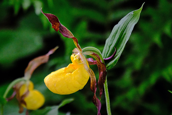 Yellow Lady's Slipper Orchid, Acadia National Park, Mount Desert Island, Maine