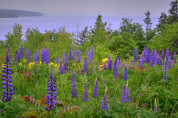 Lupine fields at lighthouse, Castine, Maine