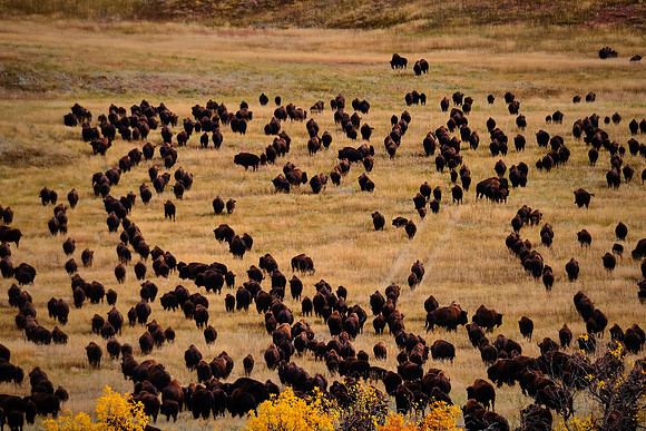 Custer State Park Annual Buffalo Roundup, SD