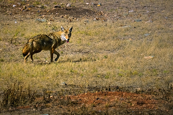 Lone coyote in Custer State Park, SD
