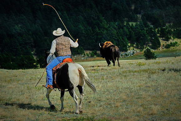 Custer State Park Annual Buffalo Roundup, SD