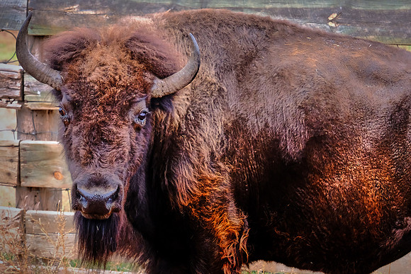 Custer State Park Annual Buffalo Roundup, SD